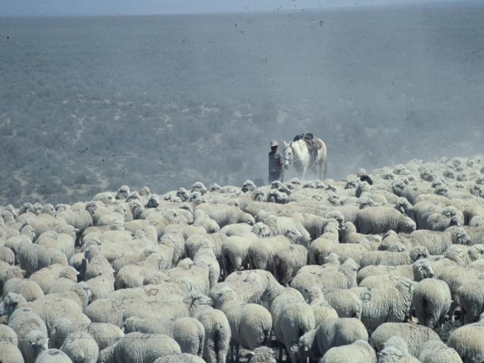 sheepherder